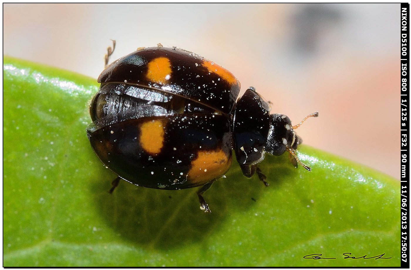 Adalia bipunctata